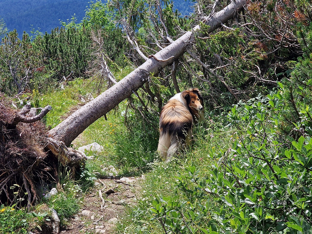 Slika je vidna v Google Chromu.