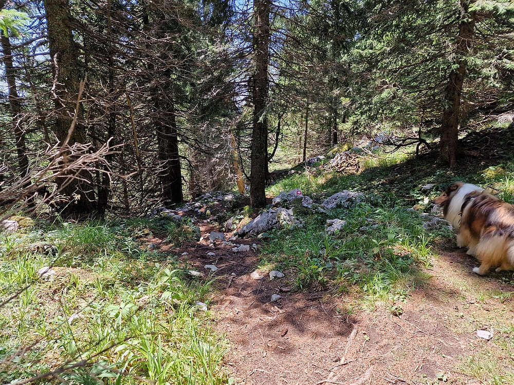 Slika je vidna v Google Chromu.