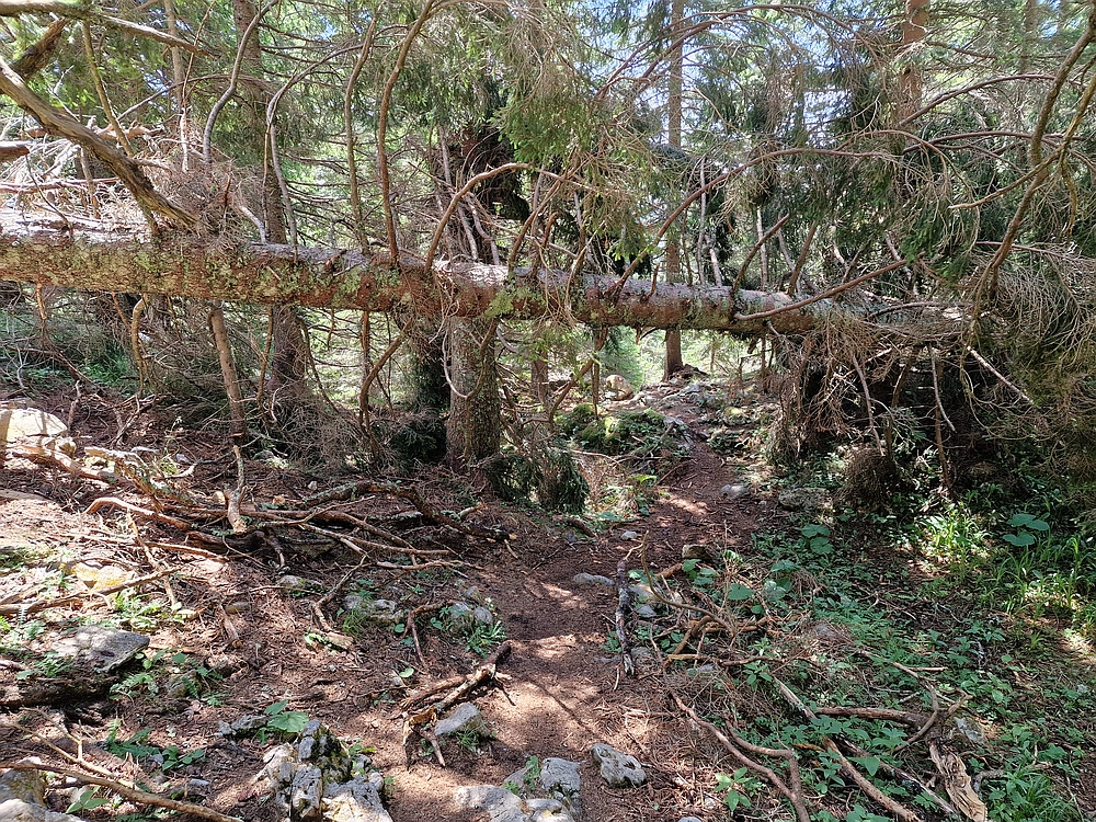 Slika je vidna v Google Chromu.