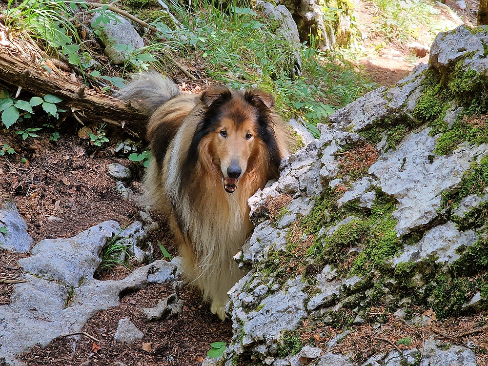 Slika je vidna v Google Chromu.