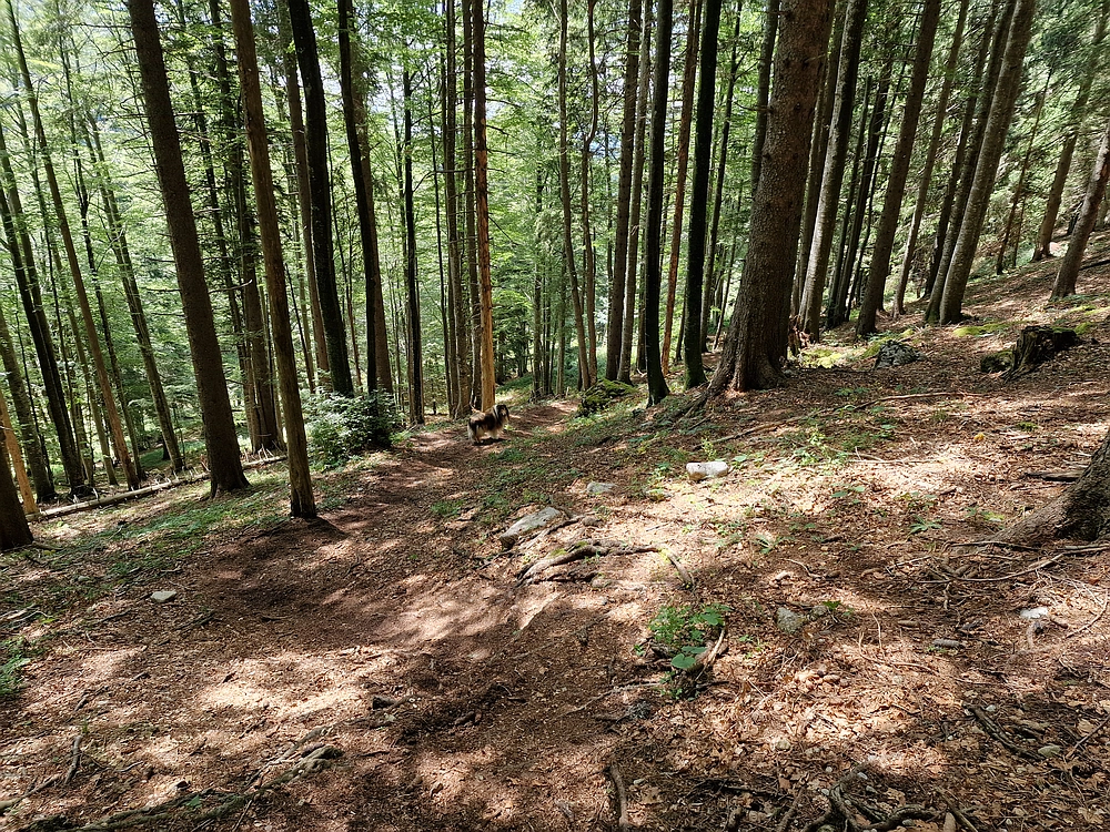 Slika je vidna v Google Chromu.