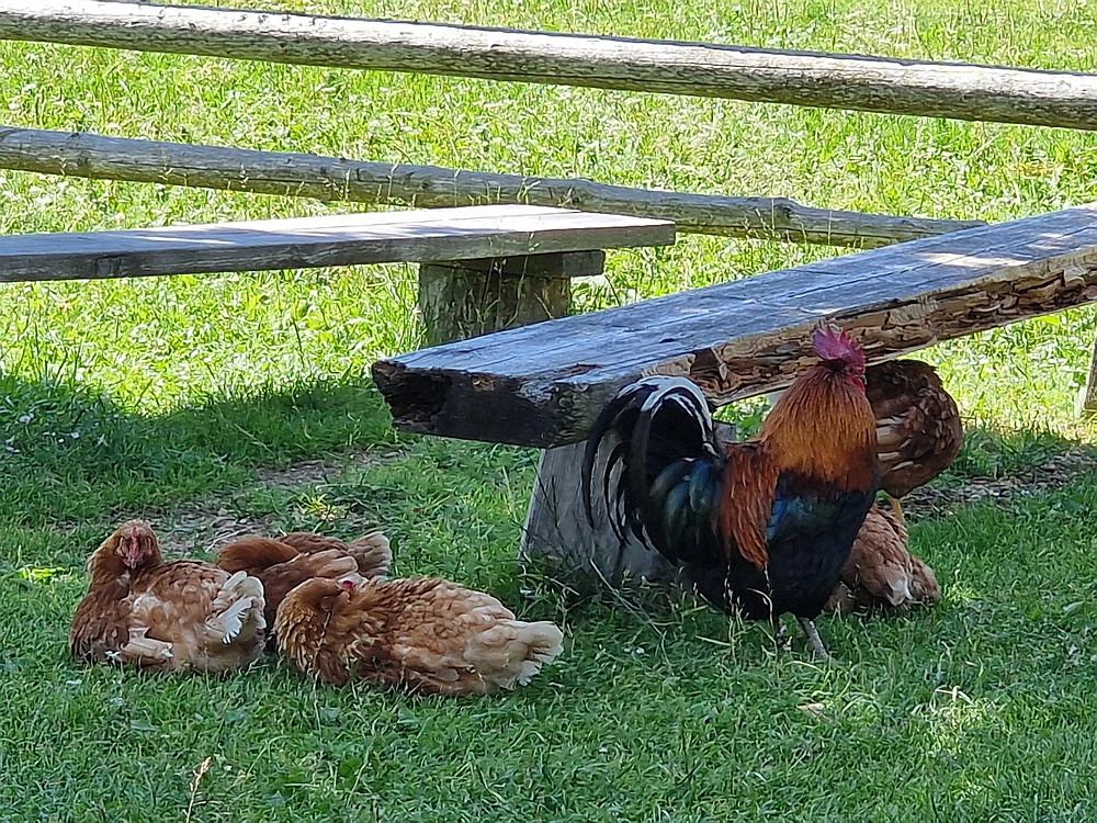 Slika je vidna v Google Chromu.