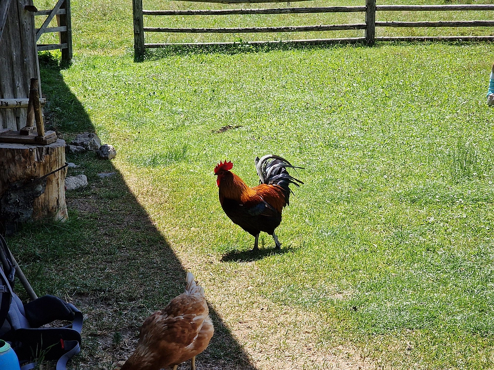 Slika je vidna v Google Chromu.