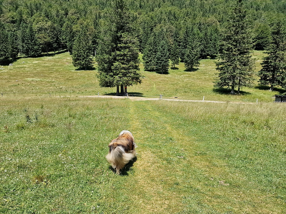Slika je vidna v Google Chromu.