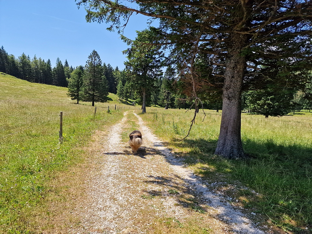 Slika je vidna v Google Chromu.