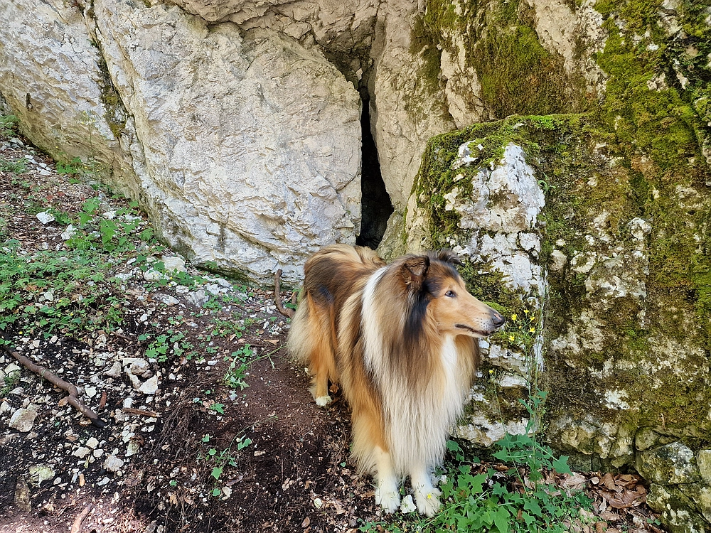 Slika je vidna v Google Chromu.