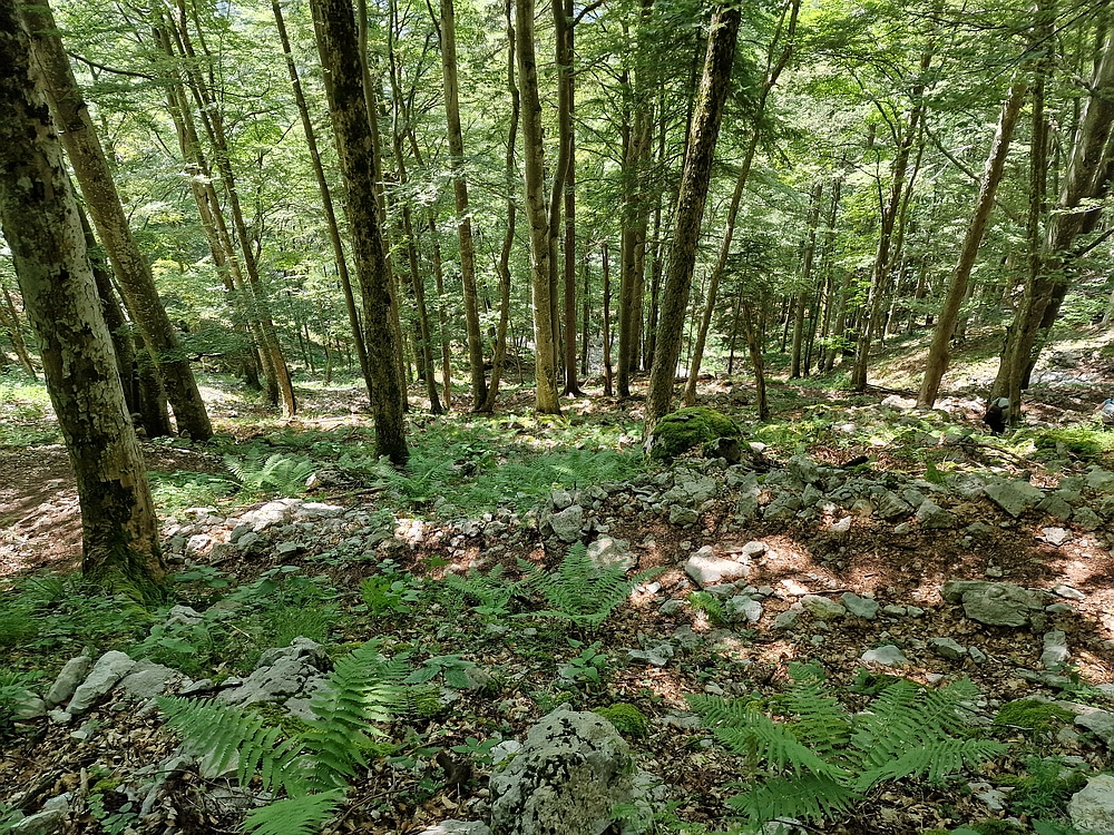 Slika je vidna v Google Chromu.