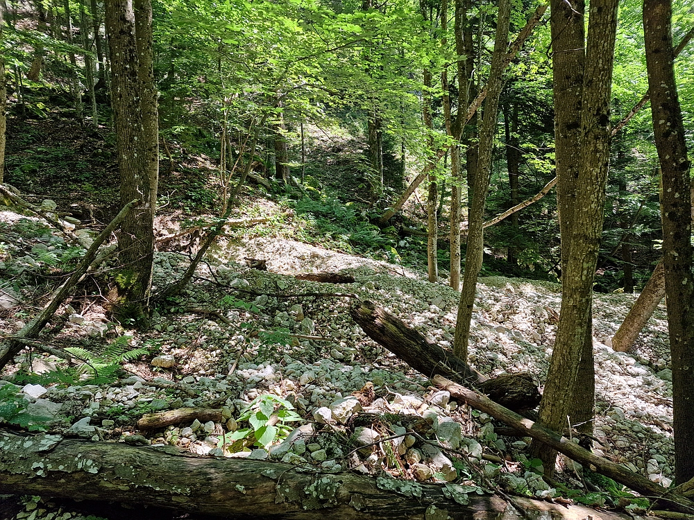 Slika je vidna v Google Chromu.
