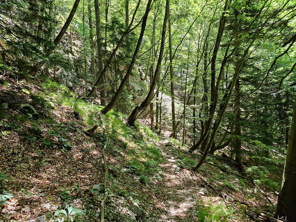 Slika je vidna v Google Chromu.