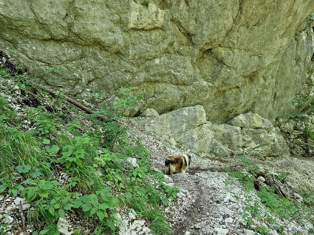 Slika je vidna v Google Chromu.