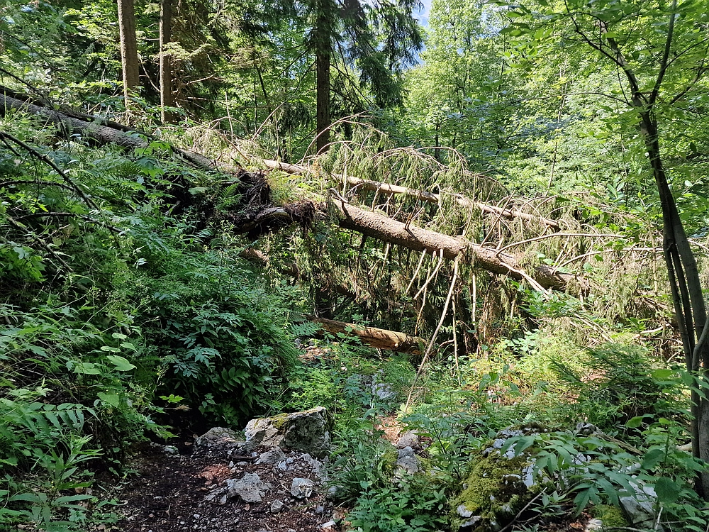 Slika je vidna v Google Chromu.