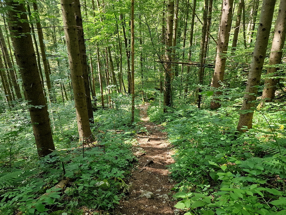 Slika je vidna v Google Chromu.