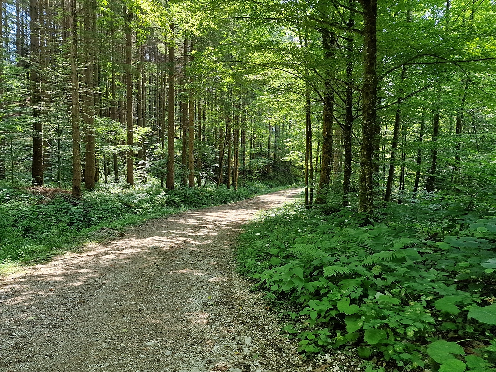 Slika je vidna v Google Chromu.