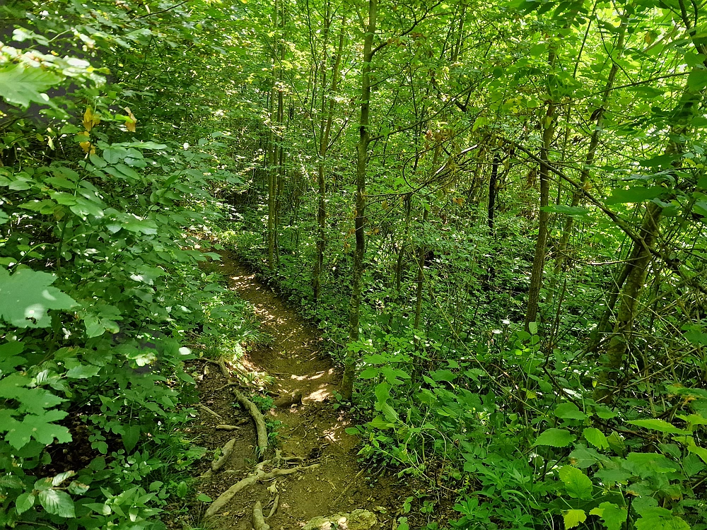 Slika je vidna v Google Chromu.