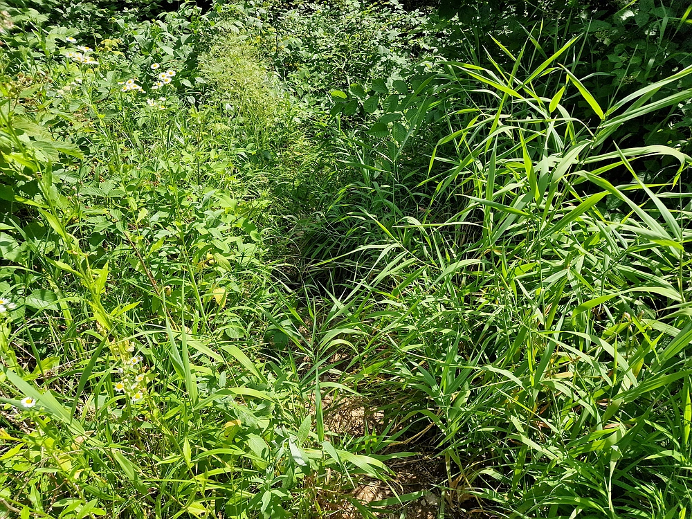 Slika je vidna v Google Chromu.