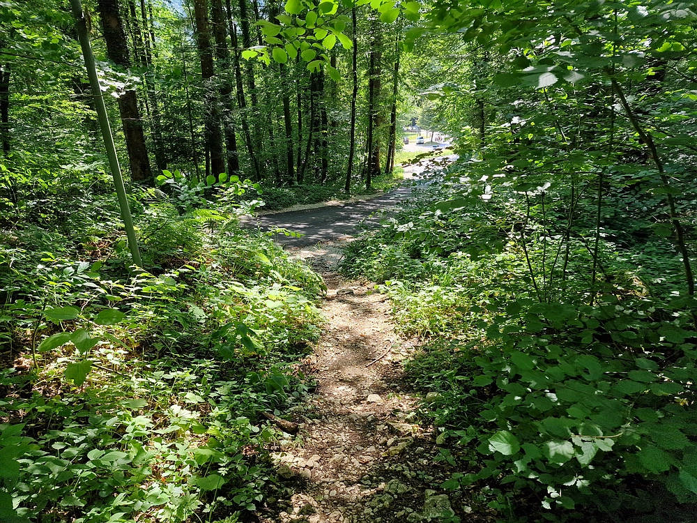 Slika je vidna v Google Chromu.