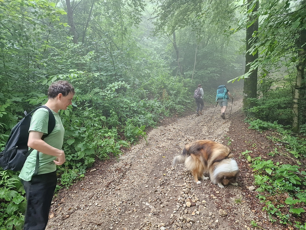 Slika je vidna v Google Chromu.
