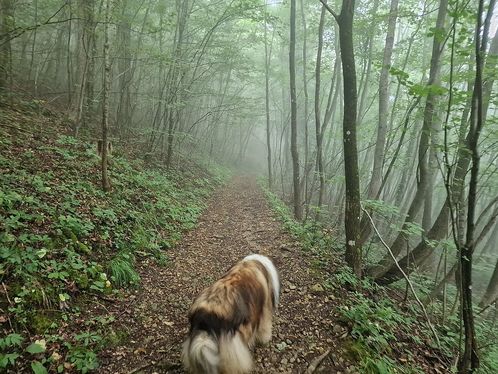 Slika je vidna v Google Chromu.