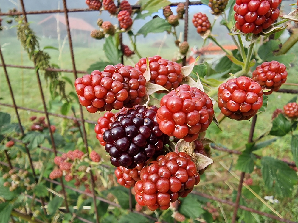 Slika je vidna v Google Chromu.