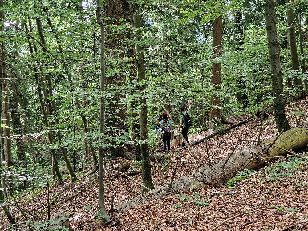 Slika je vidna v Google Chromu.