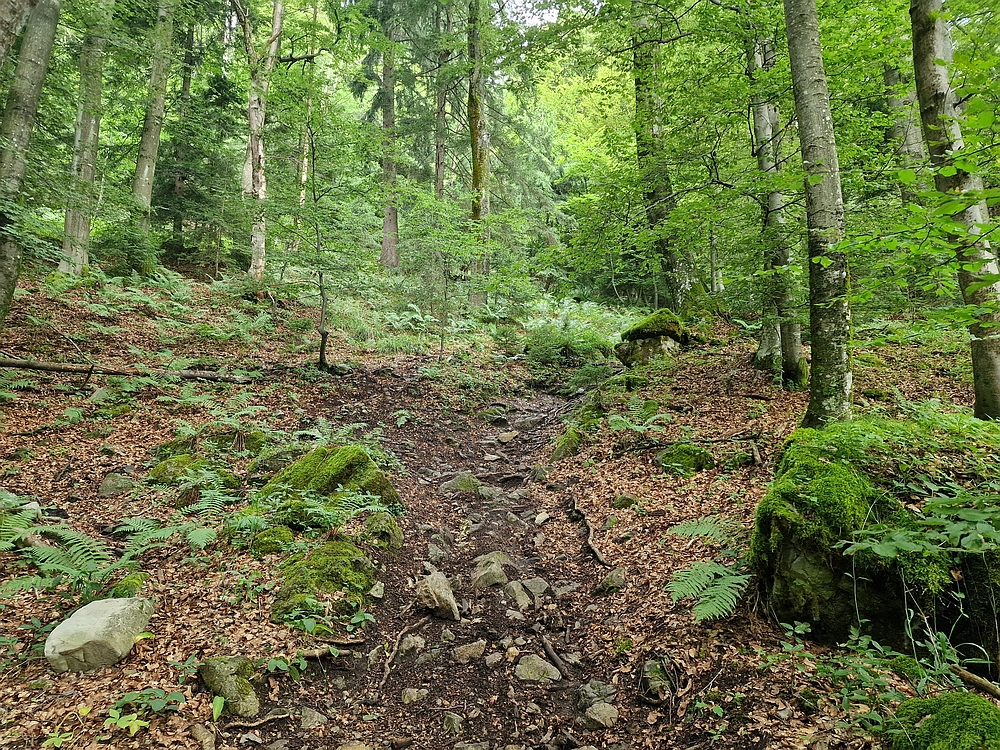 Slika je vidna v Google Chromu.