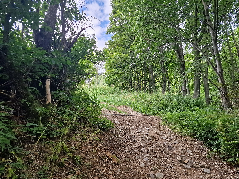 Slika je vidna v Google Chromu.