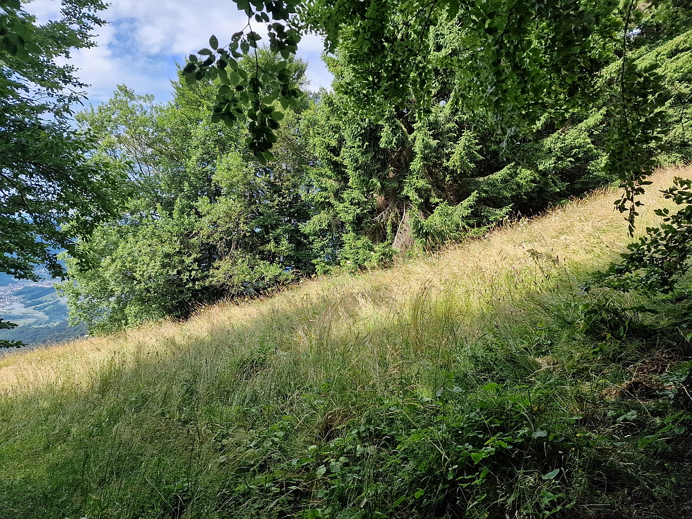 Slika je vidna v Google Chromu.