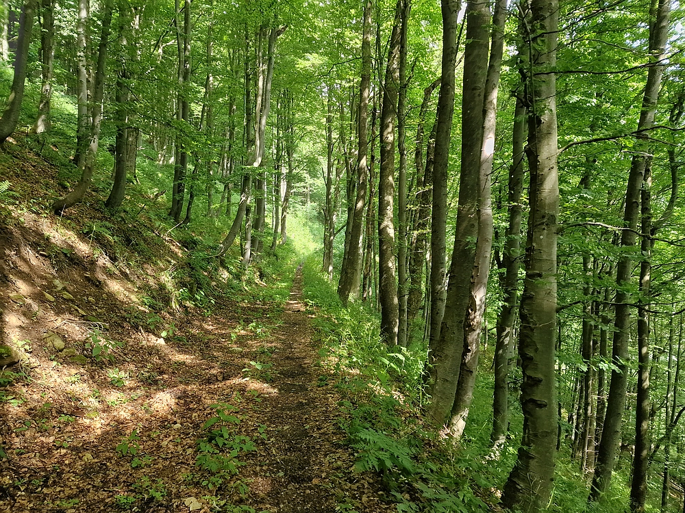 Slika je vidna v Google Chromu.