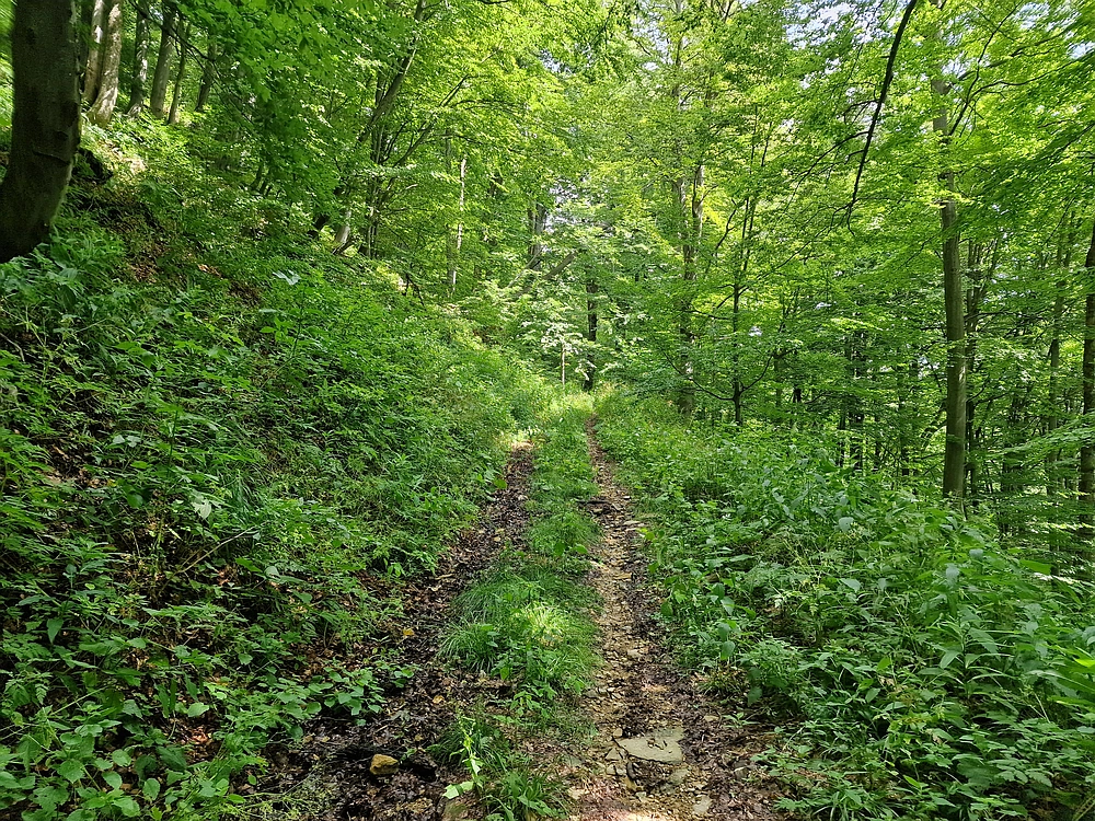 Slika je vidna v Google Chromu.