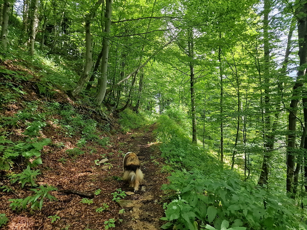 Slika je vidna v Google Chromu.