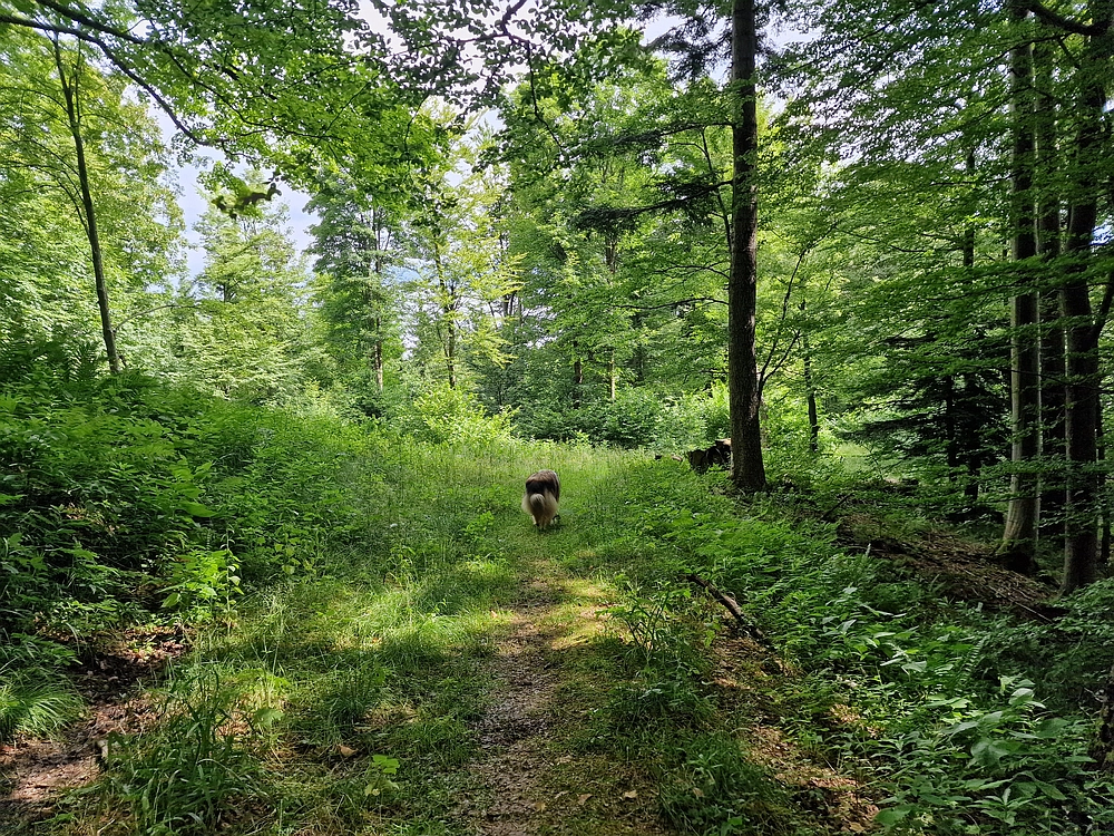 Slika je vidna v Google Chromu.