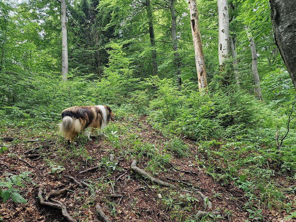 Slika je vidna v Google Chromu.