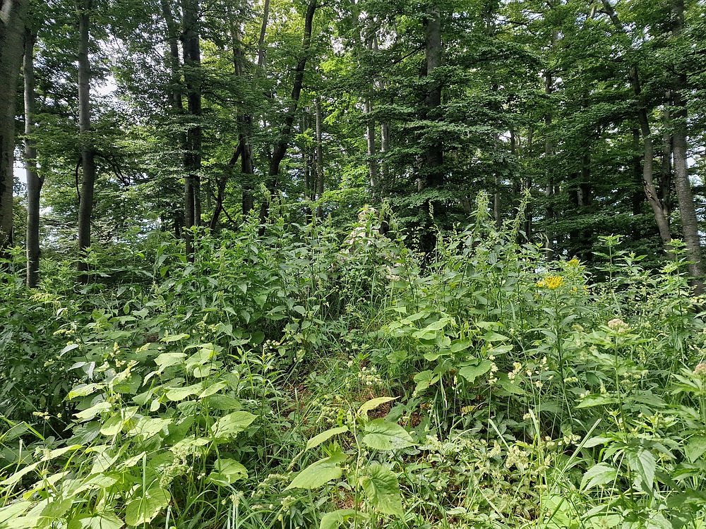 Slika je vidna v Google Chromu.