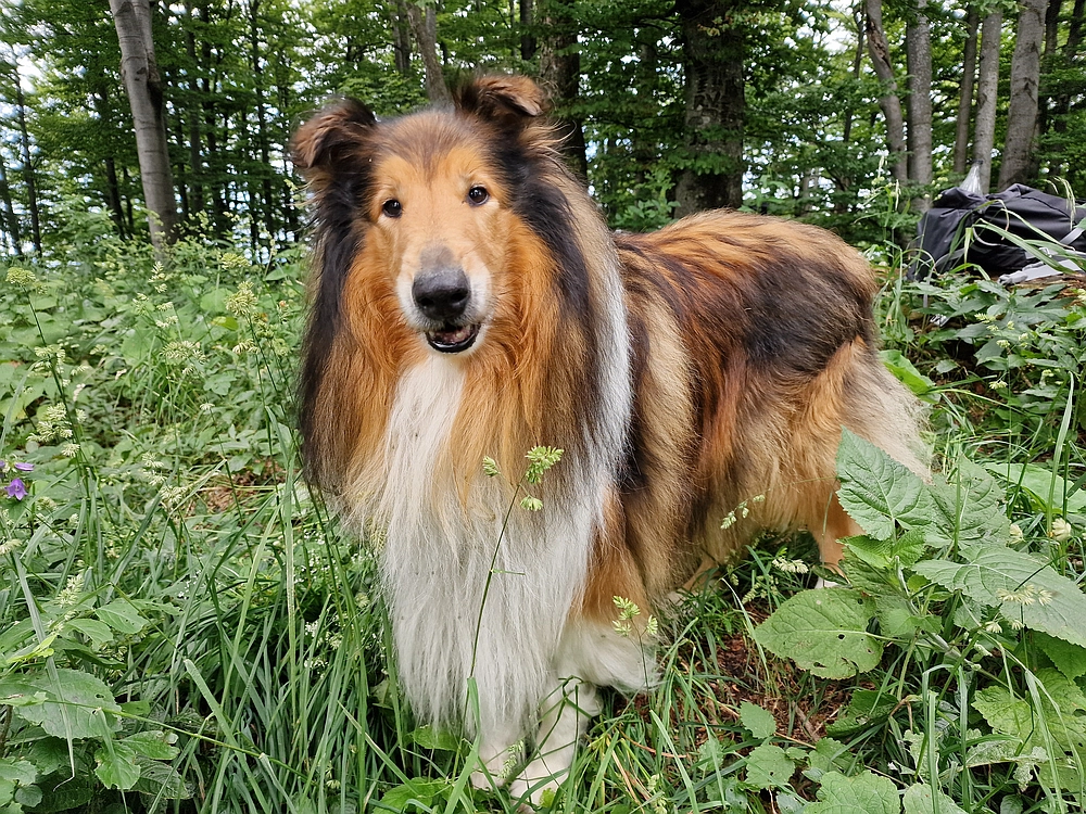 Slika je vidna v Google Chromu.