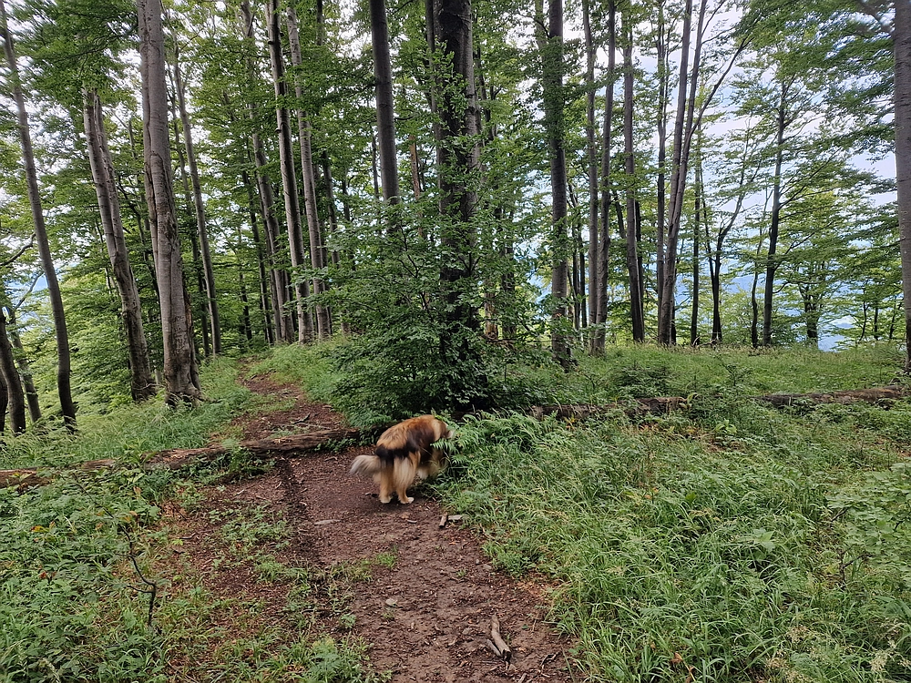 Slika je vidna v Google Chromu.
