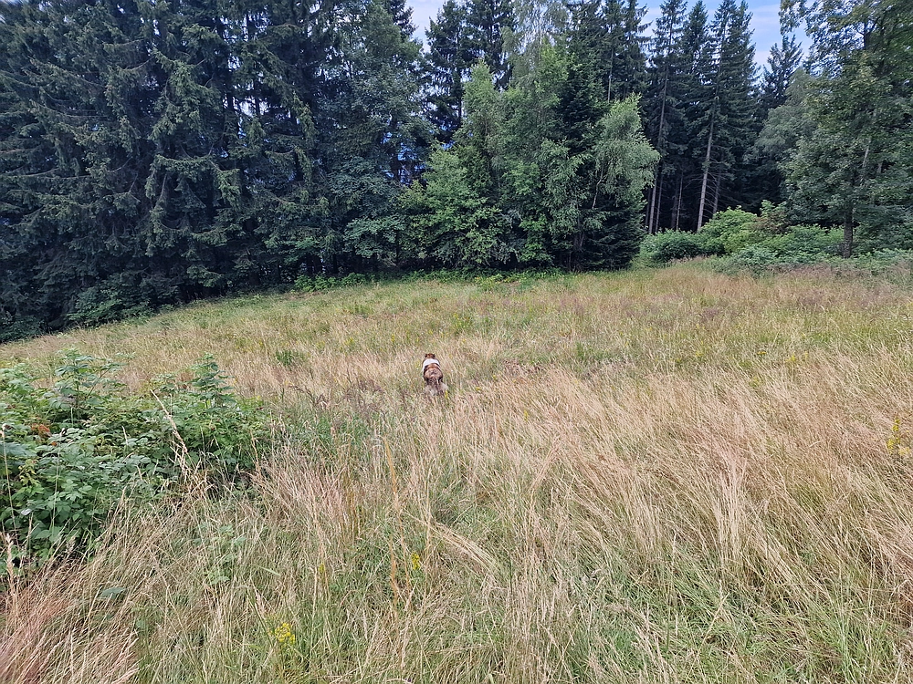 Slika je vidna v Google Chromu.