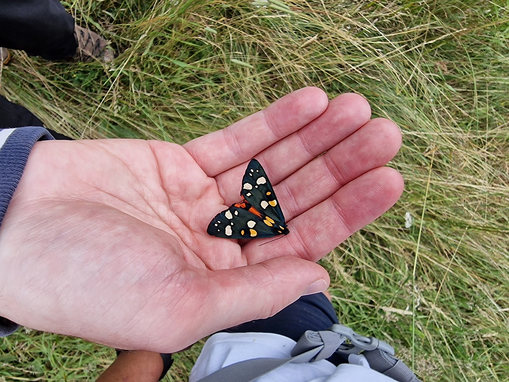Slika je vidna v Google Chromu.