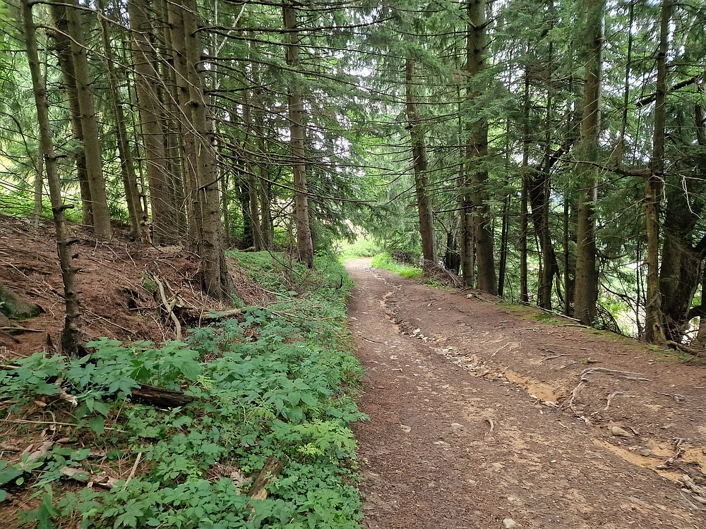 Slika je vidna v Google Chromu.