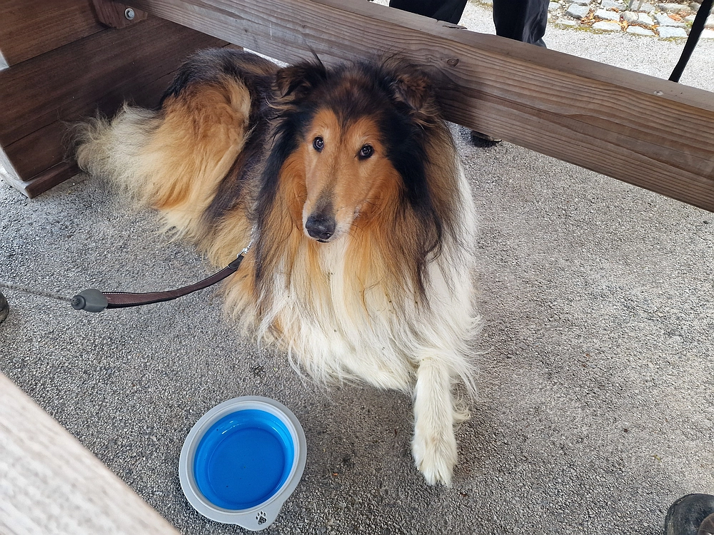 Slika je vidna v Google Chromu.