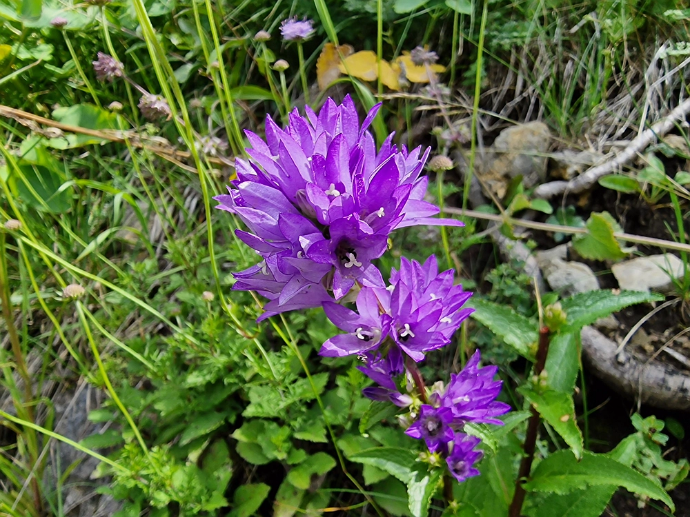 Slika je vidna v Google Chromu.
