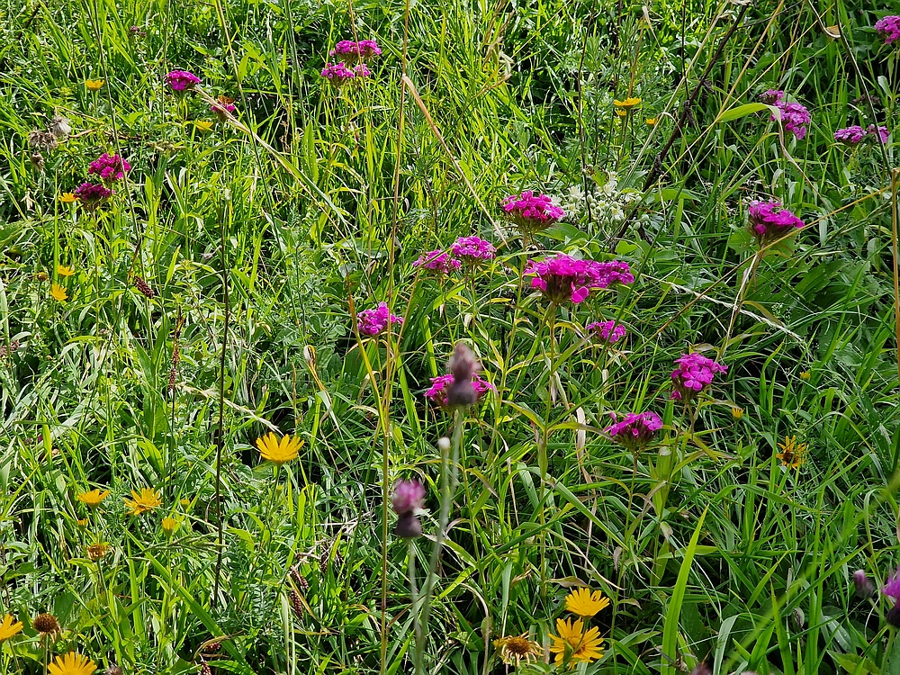 Slika je vidna v Google Chromu.