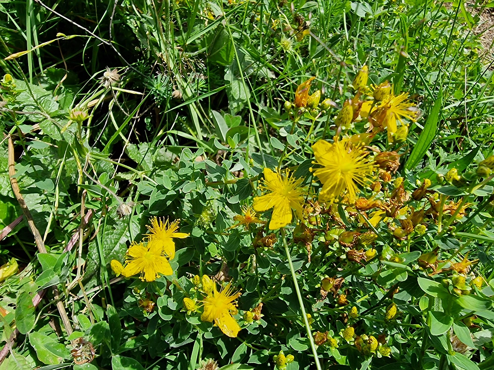 Slika je vidna v Google Chromu.