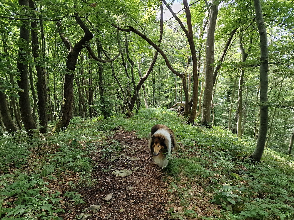 Slika je vidna v Google Chromu.