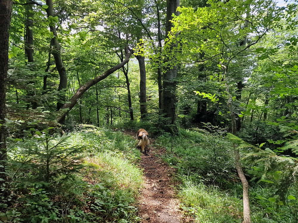 Slika je vidna v Google Chromu.