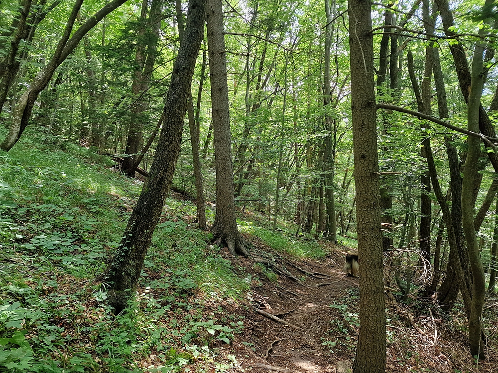 Slika je vidna v Google Chromu.