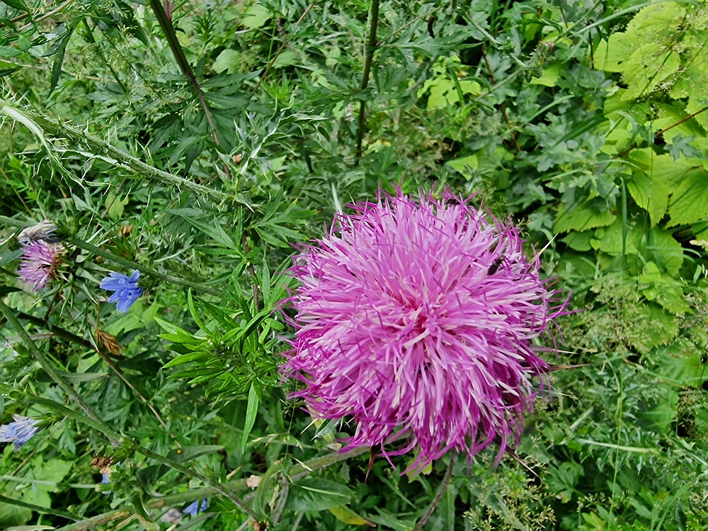 Slika je vidna v Google Chromu.