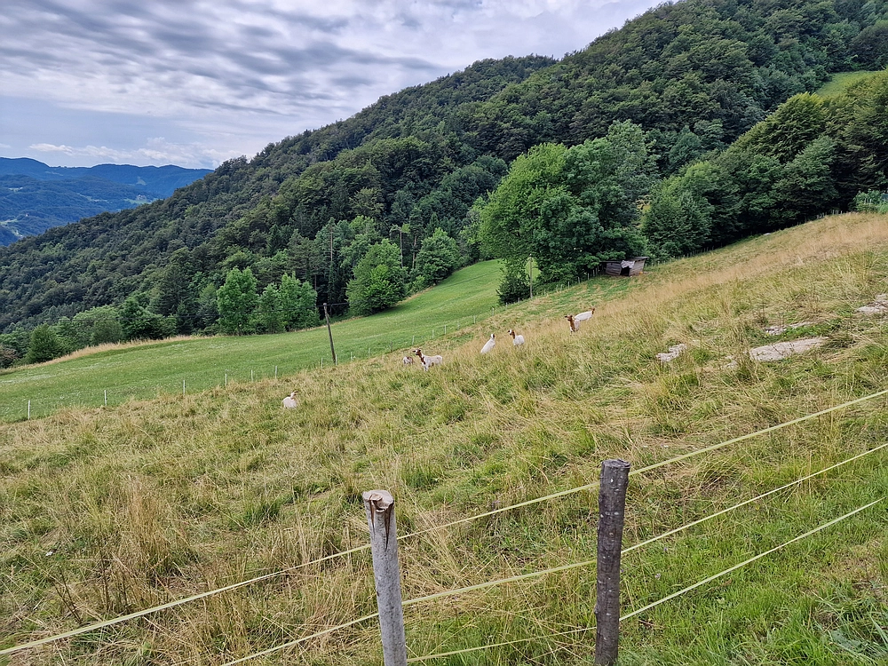 Slika je vidna v Google Chromu.