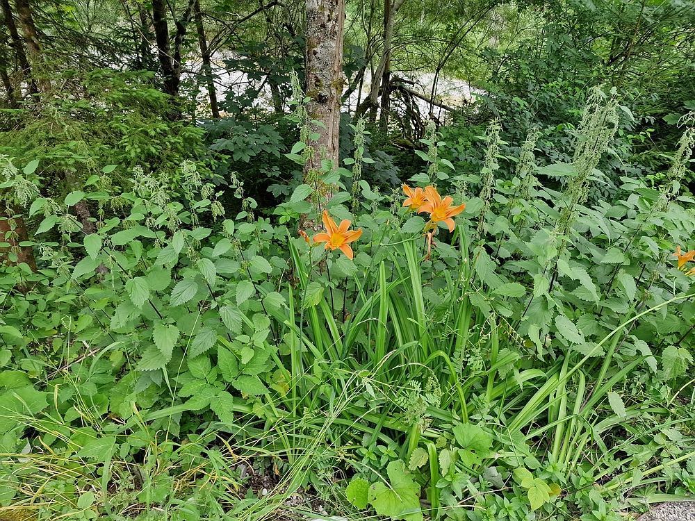 Slika je vidna v Google Chromu.