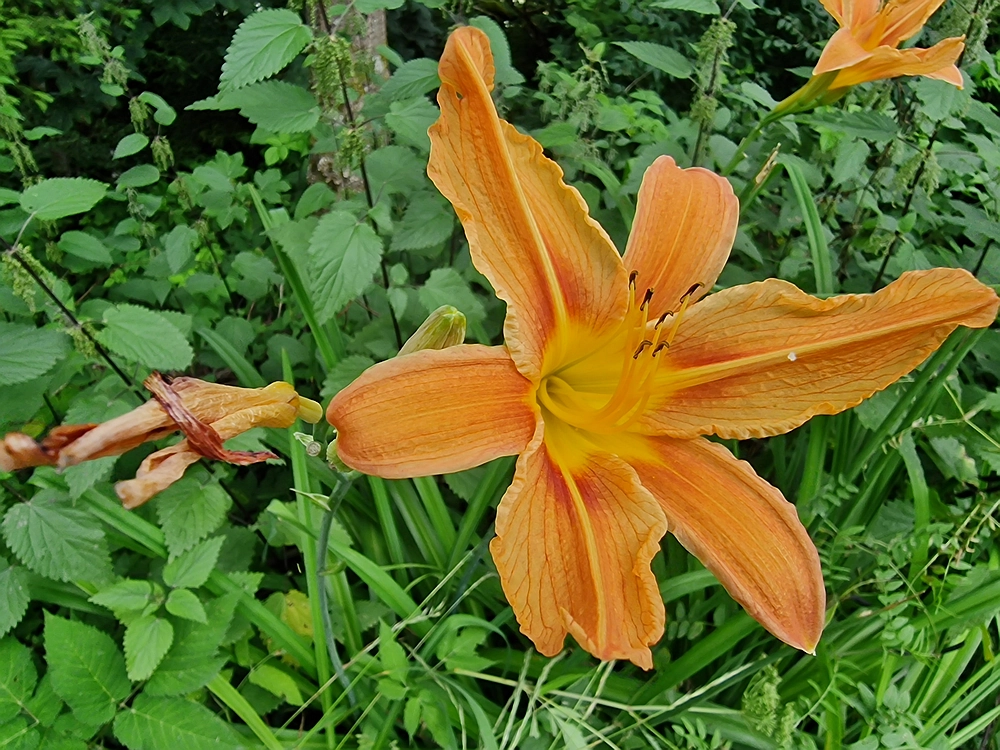 Slika je vidna v Google Chromu.