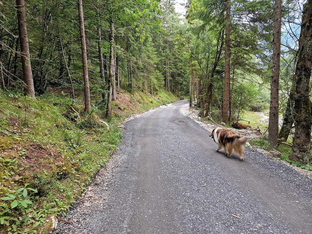Slika je vidna v Google Chromu.